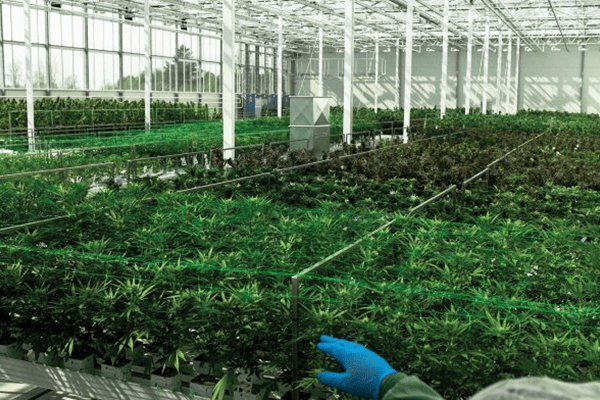 The Green Revolution: Cannabis real estate and the Changing Legal Landscape